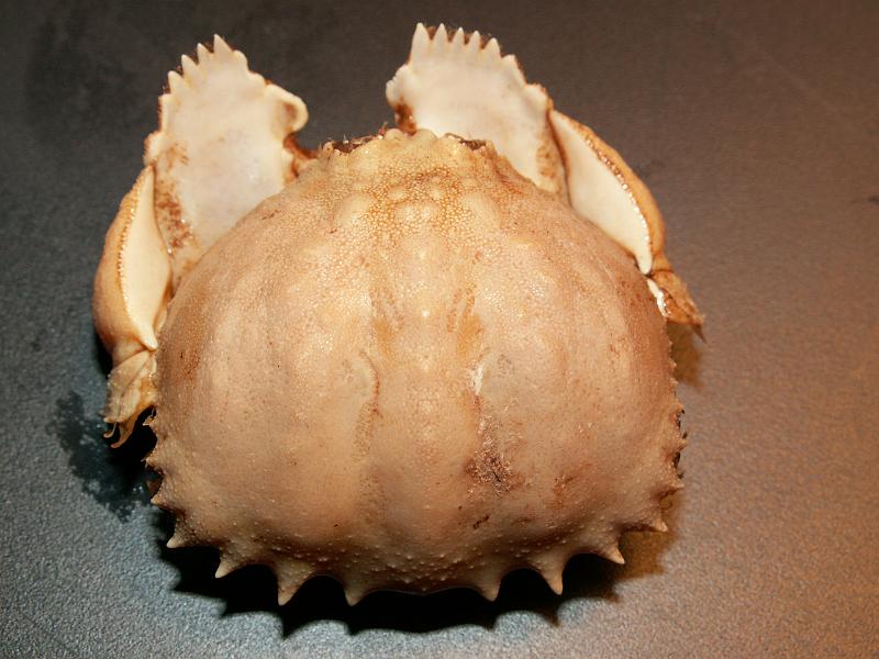 Calappa pelii 01.JPG